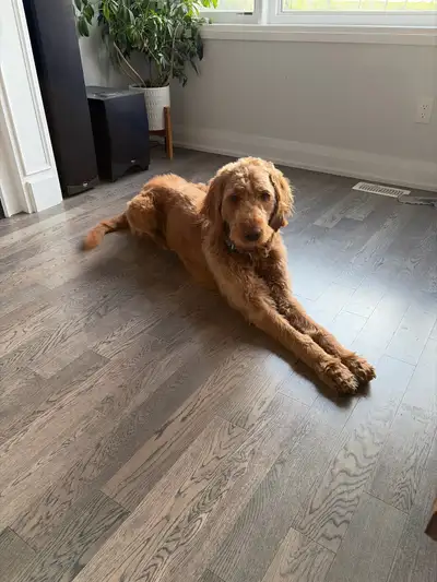 golden doodle for rehome, View more