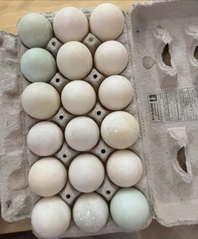 pekin/ black sweedish duck eggs, View more