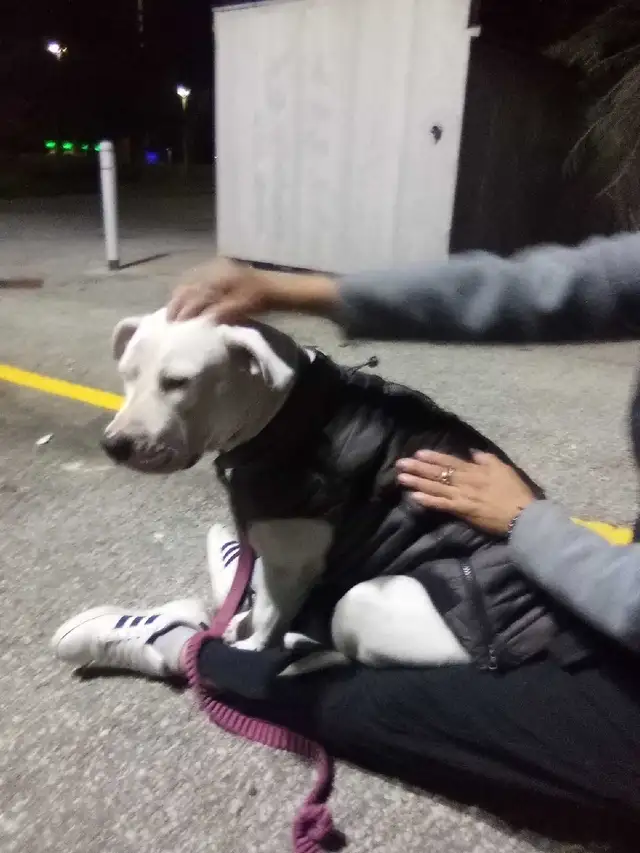 PLEASE HELP FIND THIS DOG605488495618304001