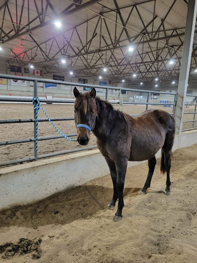 Filly horse  in Horses & Ponies for Rehoming in Lethbridge