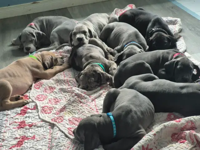 Great Dane Puppies in Dogs & Puppies for Rehoming in Sudbury - Image 14