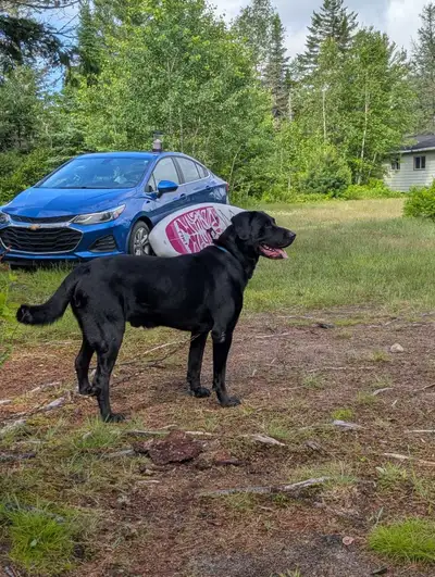 Je recherche un appartement a louer droit au chien, secteur saint-henris, Lévis , St jean-chrisostom...