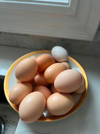 Fresh Eggs $10/dozen East Gwillimbury