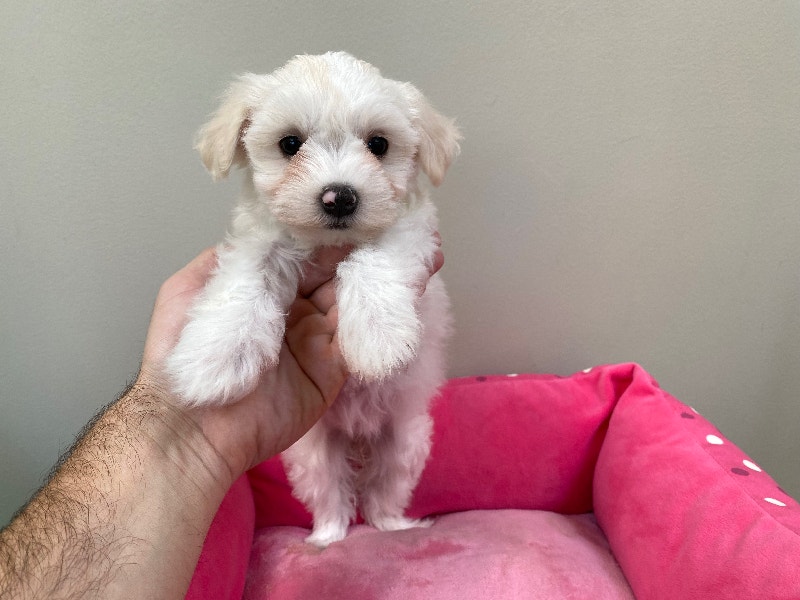 TOY SIZE MORKIE PUPPIES Dogs & Puppies for Rehoming City of Toronto