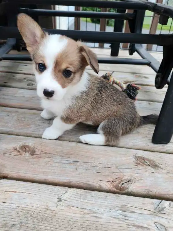 Chiots Corgi in Dogs & Puppies for Rehoming in West Island - Image 3
