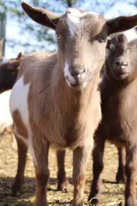 Registered Nigerian dwarf goats - does