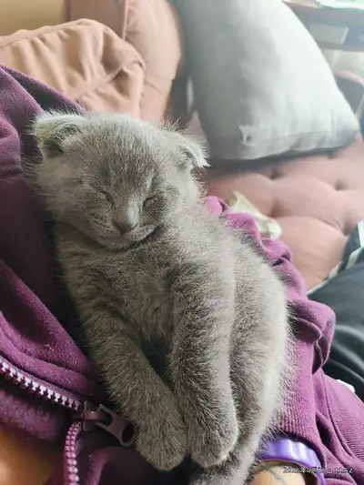 Scottish fold kitten, View more