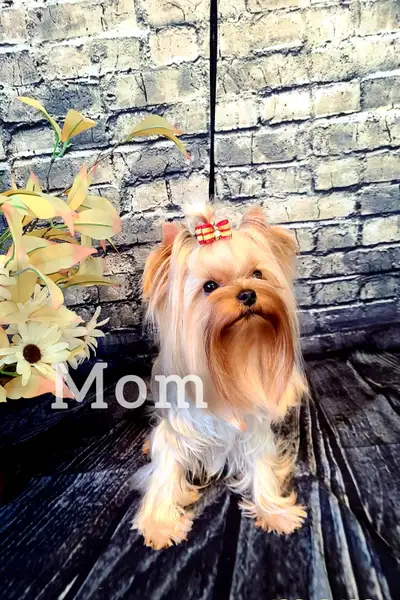 CKC tiny Yorkie puppies, View more