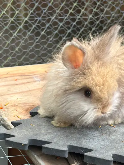 Angora rabbits.8 weeks. F. French/English angora cross., View more