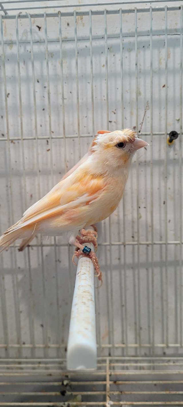 canari mosaïque  dans Oiseaux à adopter  à Laval/Rive Nord - Image 4