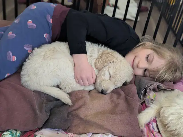 Goldendoodle 3 ime generation in Dogs & Puppies for Rehoming in Gatineau - Image 7