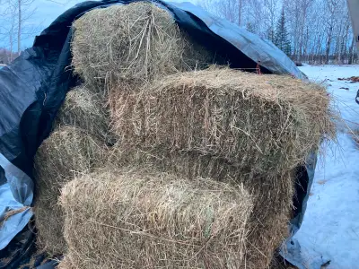 Small square hay bales for sale.. some are suitable for horses and some are not.. we can pick throug...