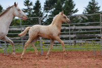 Knabstrupper x AQHA colt