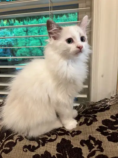 Ragdoll boy, View more