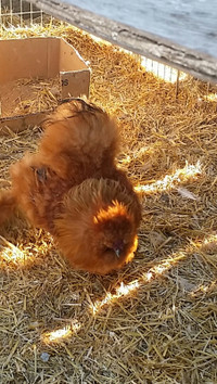 Buff and F1 Blue Cream Silkie Hatching egg Shipped from VIG 4T9