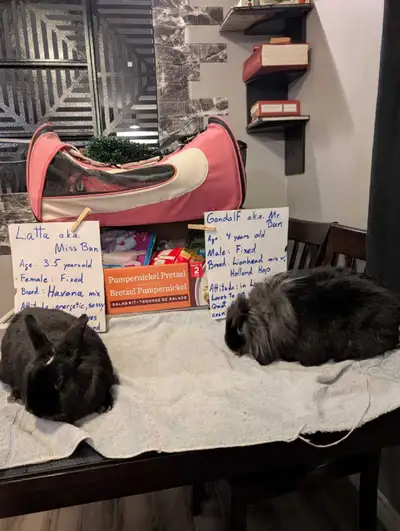 Bonded bunnies free to a good home, View more