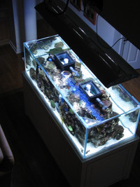 Glass aquariums for sale  Made in Canada