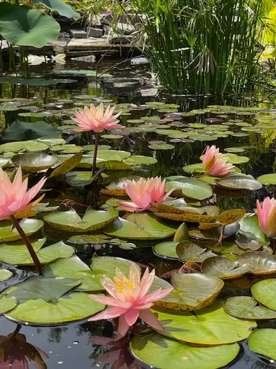 Exquisite Water Lilies for sale