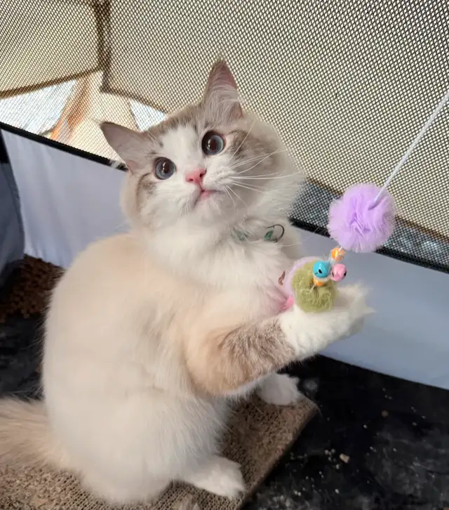 Ragdolls❤️