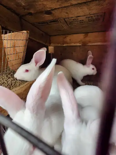 Purebred New Zealand Rabbits Whites Typical litters are between 6-11 babies. Excellent meat producti...