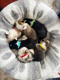 Purebred Corgi Puppies for Sale