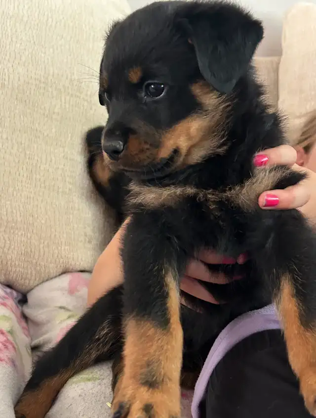 Rottweiler Puppies 2F 2M in Dogs & Puppies for Rehoming in Oakville / Halton Region - Image 3