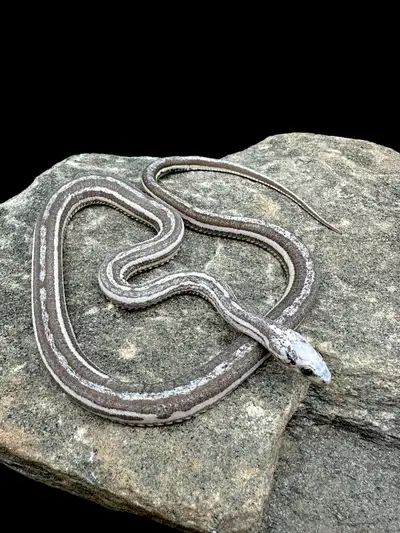 Looking for scaleless corn snakes Looking for Anery scaleless, anery stripe scaleless, anery tessera...