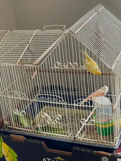 Pair of Canaries for sale., View more