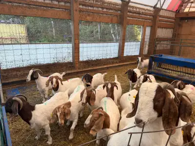 18-20+ purebred Boer does Farmer is downsizing so this is the top 20 percent of what didn’t make his...