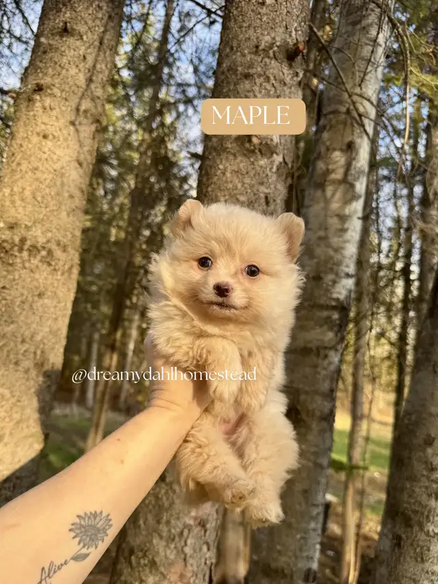 Female Pomeranians in Dogs & Puppies for Rehoming in Edmonton - Image 6