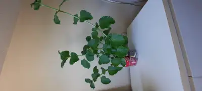 Cuban/Mexican Oregano, View more