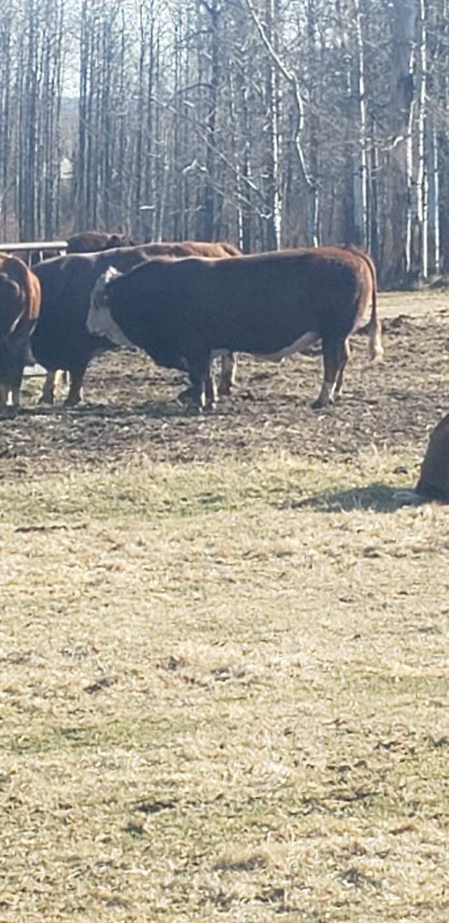 3 year old Simmental Bull  in Livestock in Edmonton - Image 3