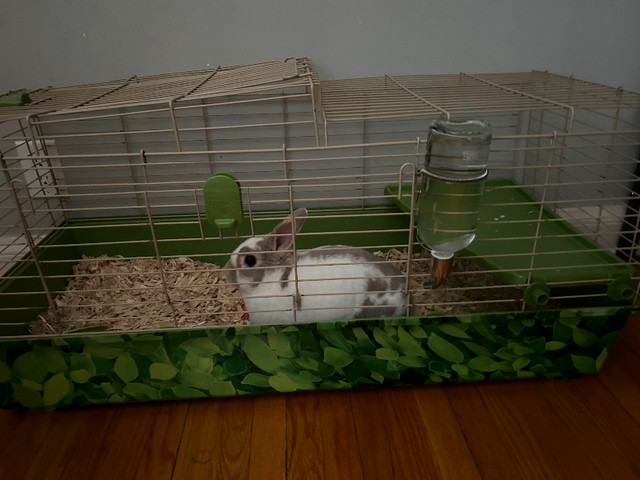 Rabbit with cage & supplies in Small Animals for Rehoming in Winnipeg