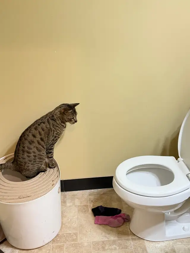 savannah/bengal bonded pair in Cats & Kittens for Rehoming in Calgary - Image 4