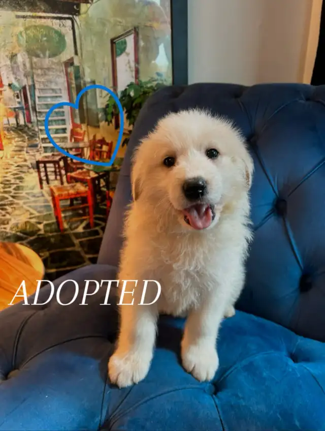 ALL ADOPTED White German Shepherd golden doodle puppies in Dogs & Puppies for Rehoming in Laval / North Shore - Image 5