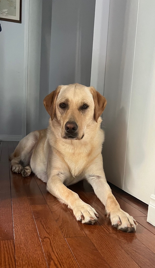 Labrador Bella Dogs & Puppies for Rehoming Hamilton Kijiji