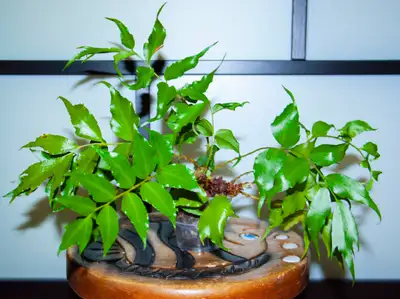 Indoor Plant: Holly Fern, View more
