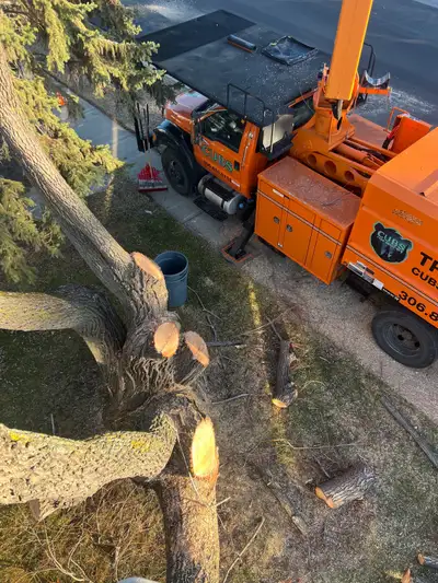 Busy tree removal business needs a second climber and Bucket truck operator . Must have experience c...