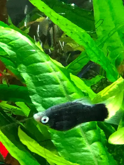 Black Platy aquarium fish, View more