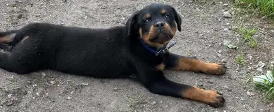 rottweiler, View more