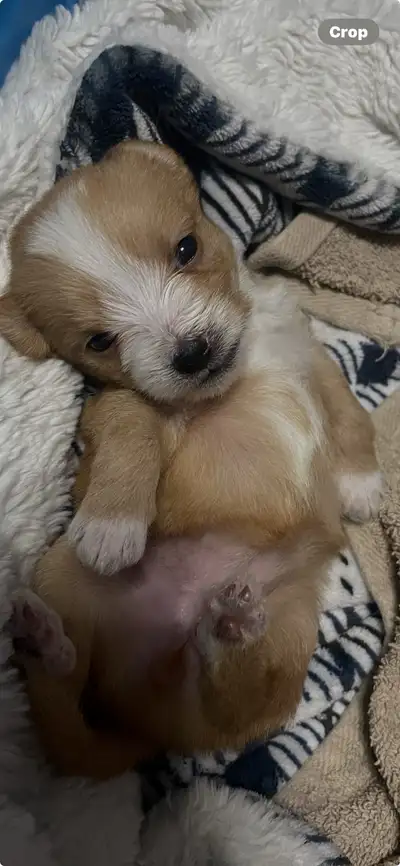 Puppies ready to join your family ! Reduced adoption fee !, View more