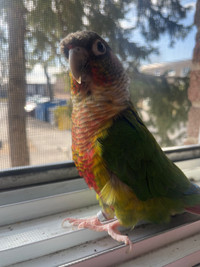 Conure for rehoming