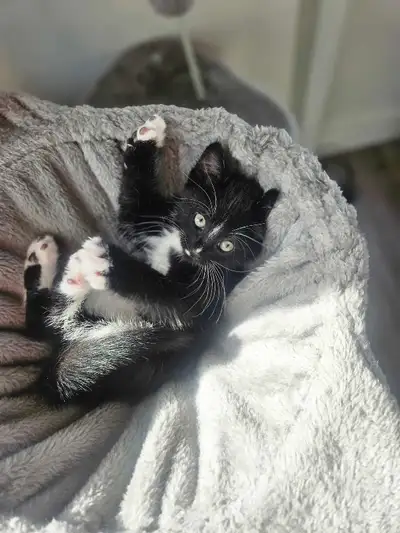 chaton à vendre, View more