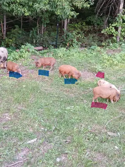 kunekune piglets , View more