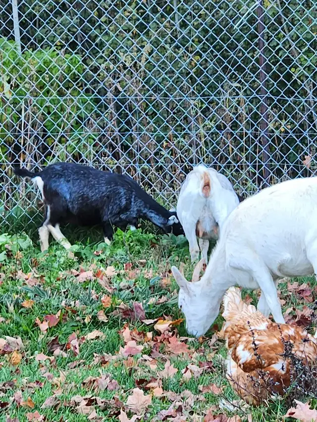 GOAT GOATS GOATS (MEAT AND DAIRY) FEMALES AND MALE ) | Livestock ...