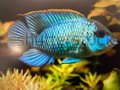 BRILLANT ELECTRIC BLUE ACARA, View more