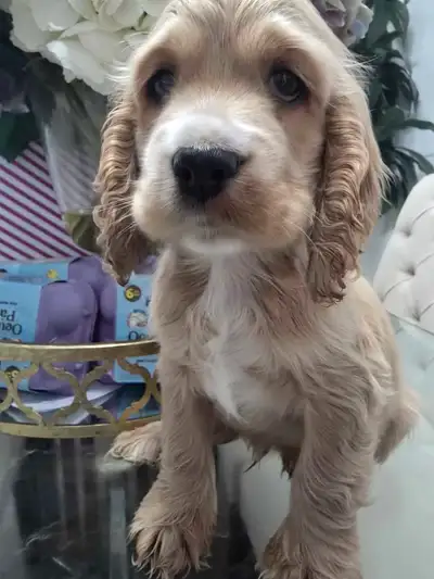 Beautiful Cocker Spaniel boy - He will go home vaccinated, dewormed, vet papers, 1 year warranty, bl...