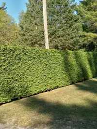 Cedar Trees  Mature AND Full FORSALE 