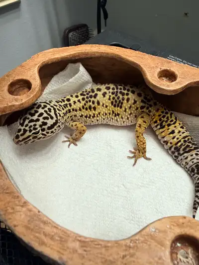 leopard gecko male, View more