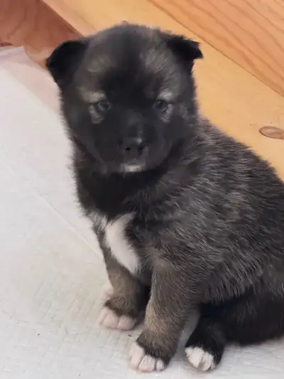 Pomsky pups , View more